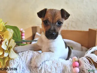 Jack Russell Terrier dogs Bitsy - Ad 3