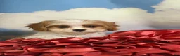 Cavapoo dogs for sale: Cinnamon  - Ad 3