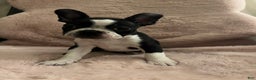 Boston Terrier dogs for sale: Olive - Ad 7