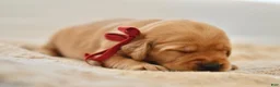 Golden Retriever dogs for sale: Red Collar - Ad 12