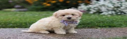 Mixed Breed dogs for sale: Riley - Ad 6