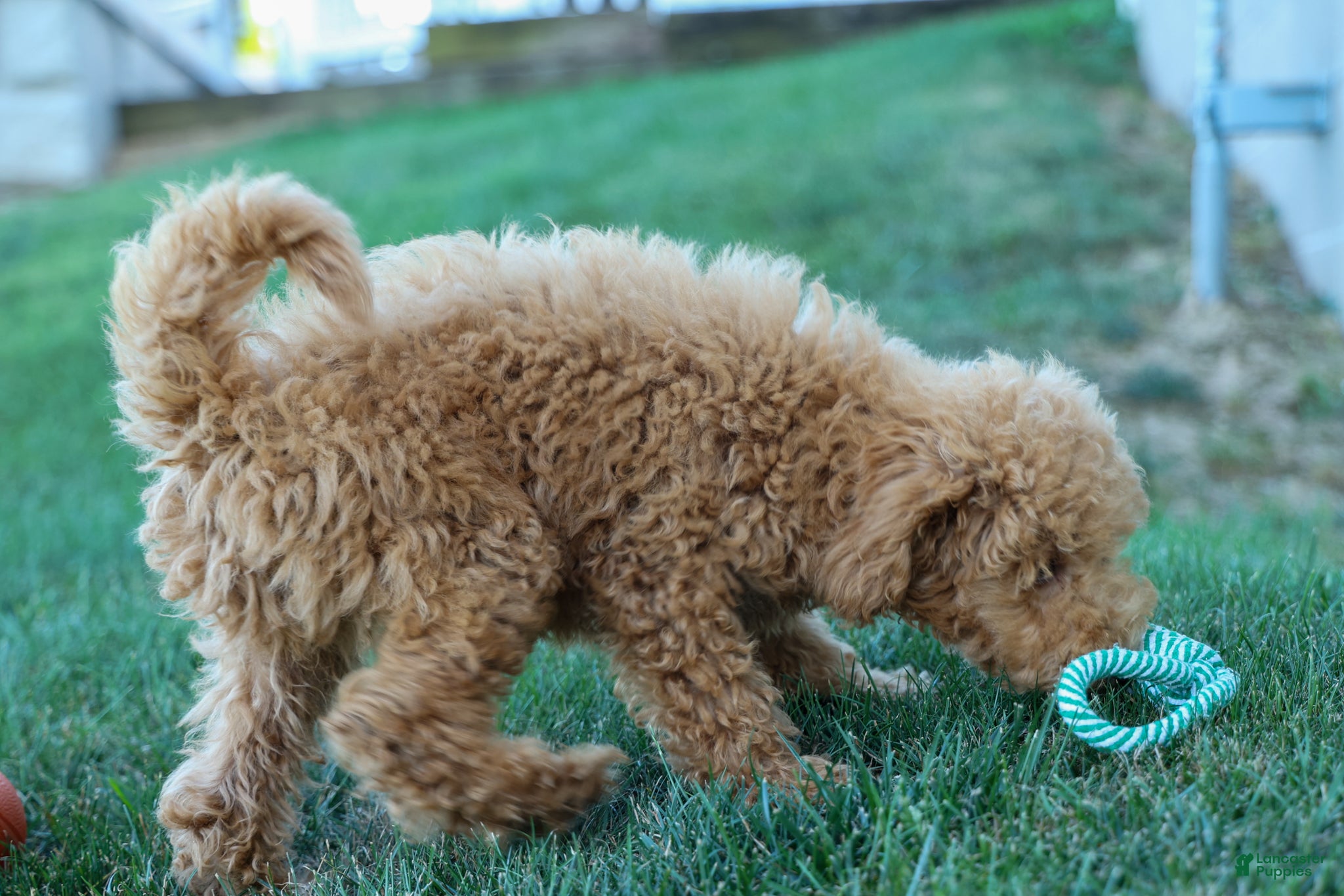 Mini Goldendoodle dogs MAX - Ad 2