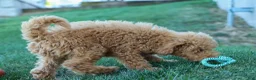 Mini Goldendoodle dogs for sale: MAX - Ad 2