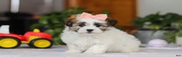 Havanese dogs for sale: Faith - Ad 2