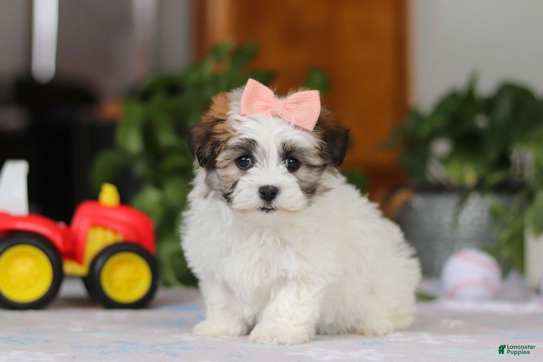 Havanese dogs for sale: Faith - Ad 2