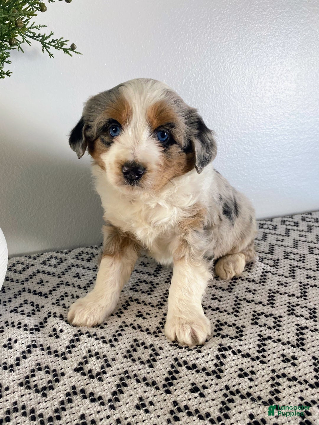 Mini Aussiedoodle dogs for sale: Kimber - Ad 2