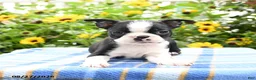 Boston Terrier dogs for sale: Rascal - Ad 3