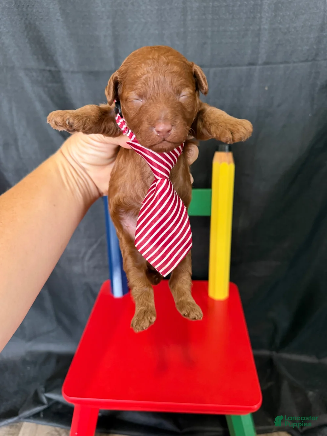Toy Poodle dogs for sale: Akc Red Toy Poodle Red Tie - Ad 10