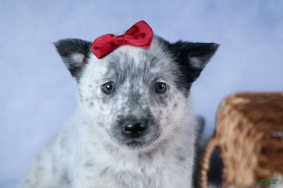 Mixed Breed dogs for sale: DAWN - Ad 14