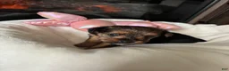 Mixed Breed dogs for sale: Sweetie - Ad 4