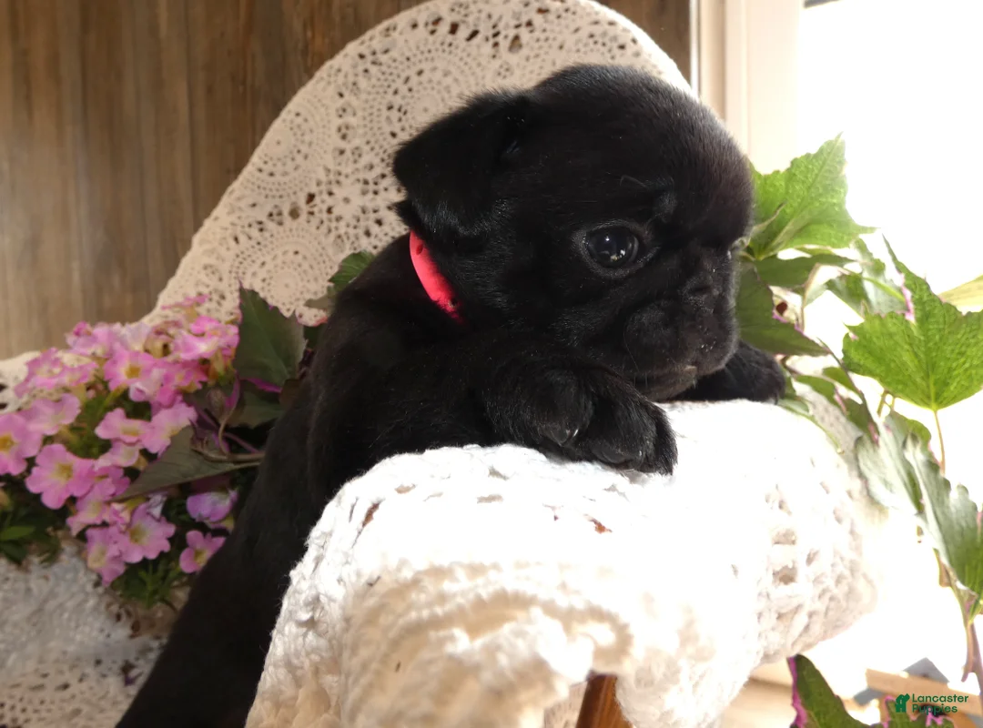 Pug dogs for sale: Pug 3 Minzi - Ad 2