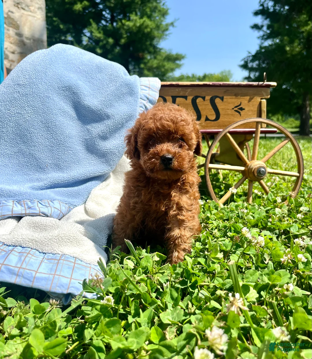 Toy Poodle dogs for sale: Cinnamon❤️AKC❤️5lb dad 8lb mom - Ad 2