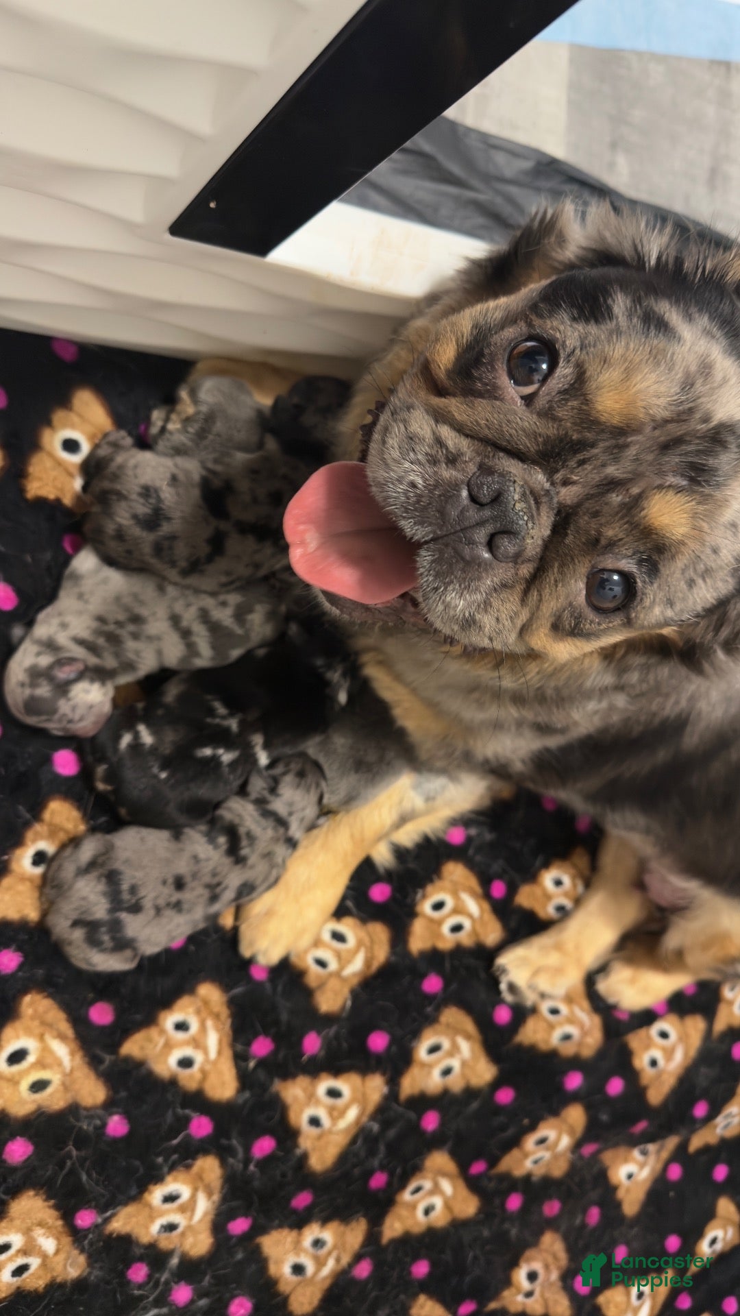 French Bulldog dogs Mike Tyson  - Ad 2