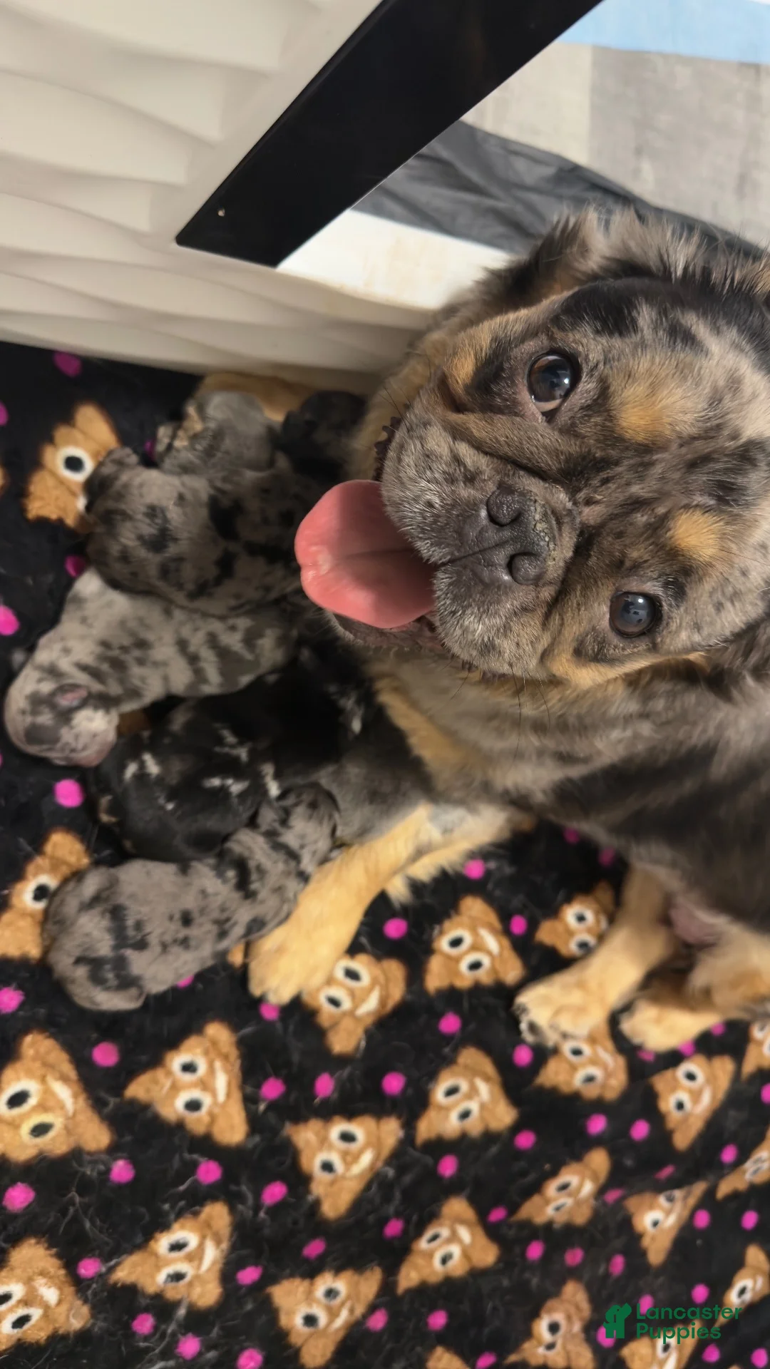 French Bulldog dogs for sale: Mike Tyson  - Ad 2