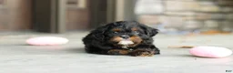 Cavapoo dogs for sale: Ash - Ad 11