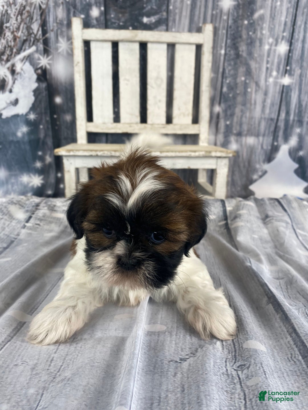 Shih Tzu dogs for sale: Pearl - Ad 13