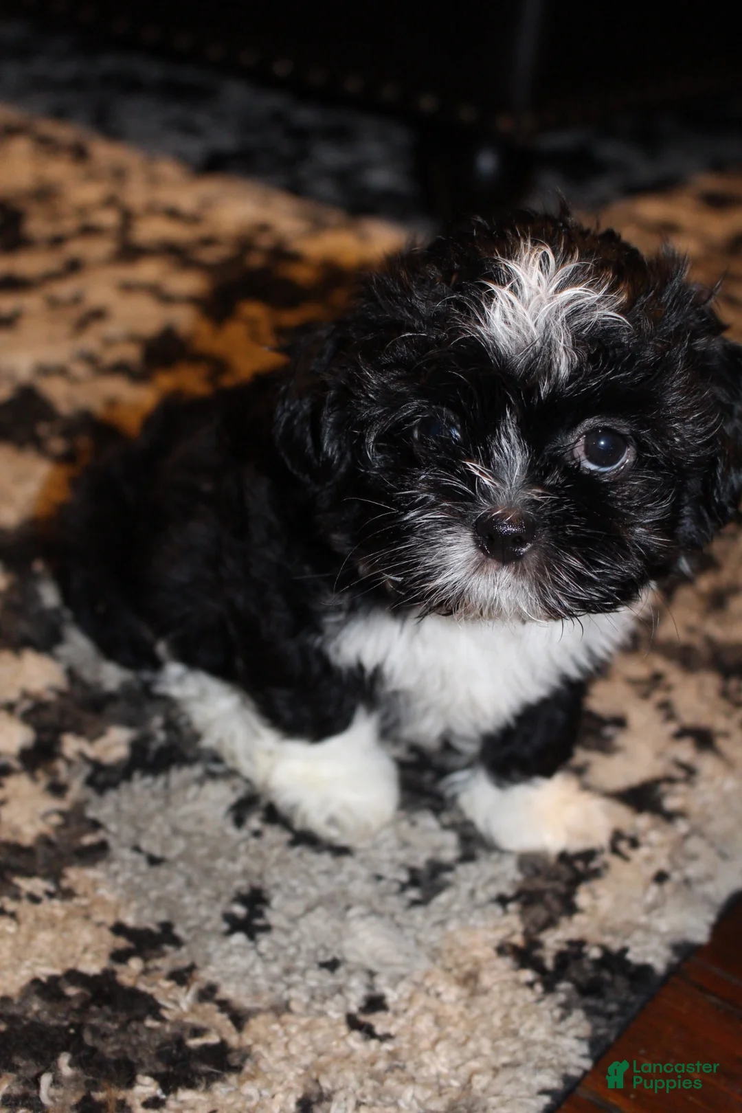 Shihpoo dogs for sale: Shihpoo 2 - Ad 3
