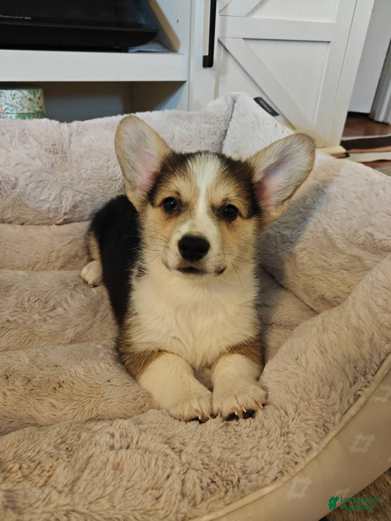 Welsh Corgi Pembroke dogs Milo AKC champion bloodline - Ad 1