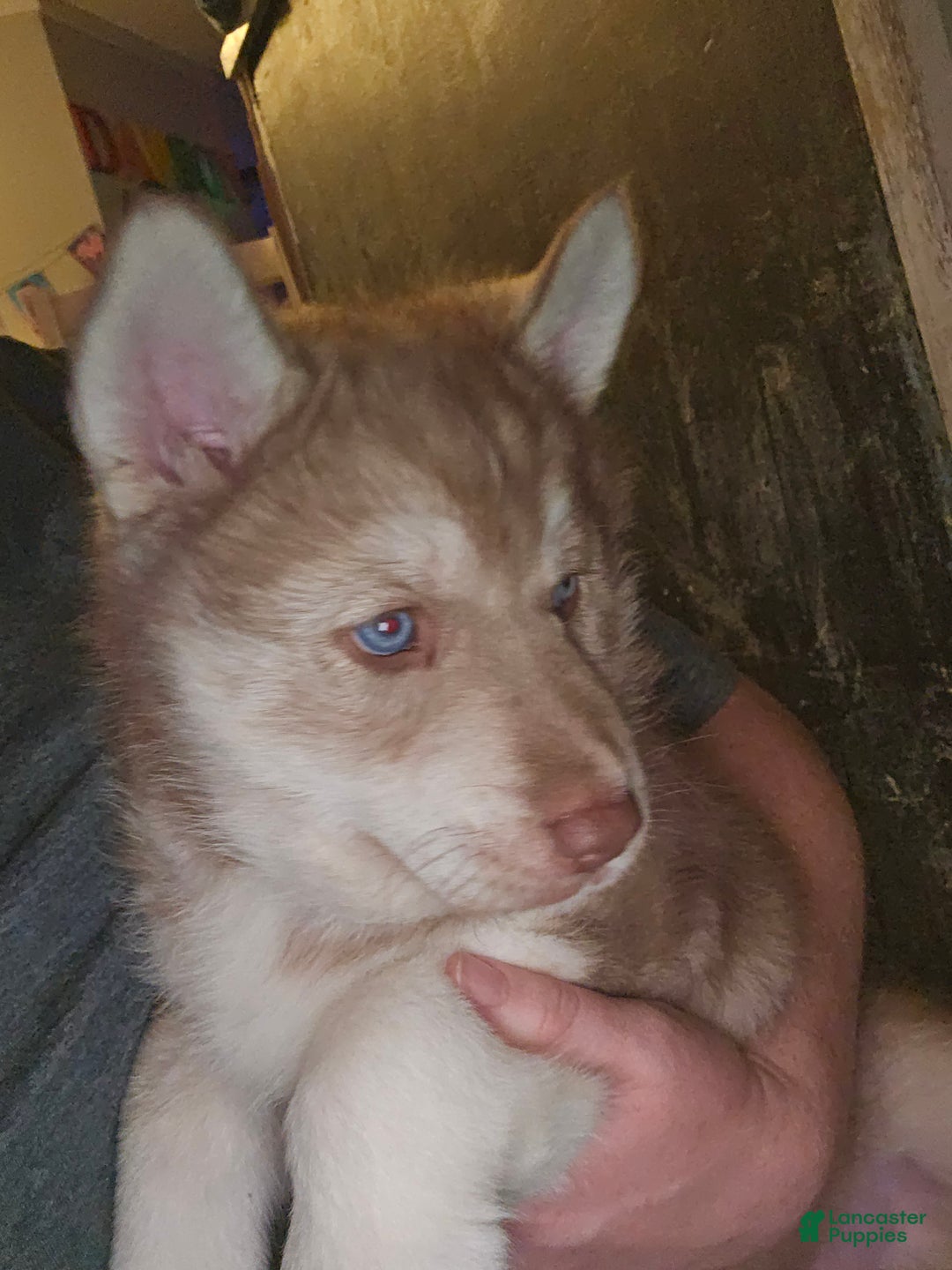 Mixed Breed dogs for sale: Ferocious  - Ad 5