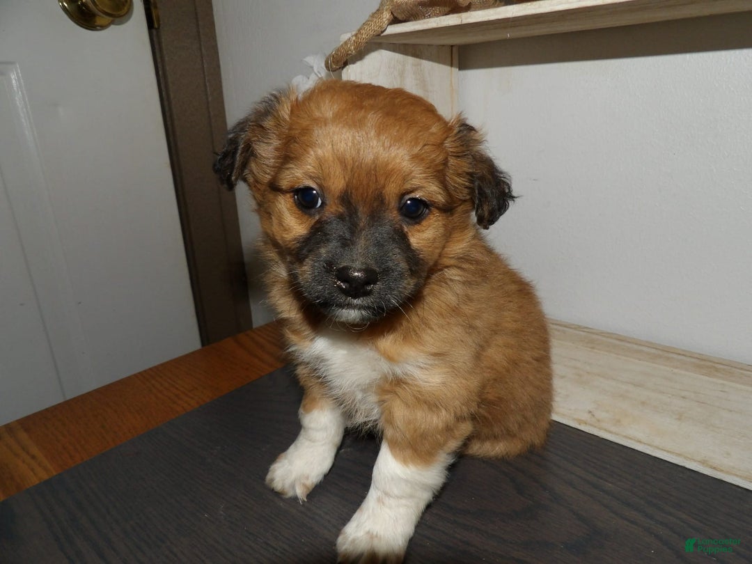 Gallery Image {{count}}