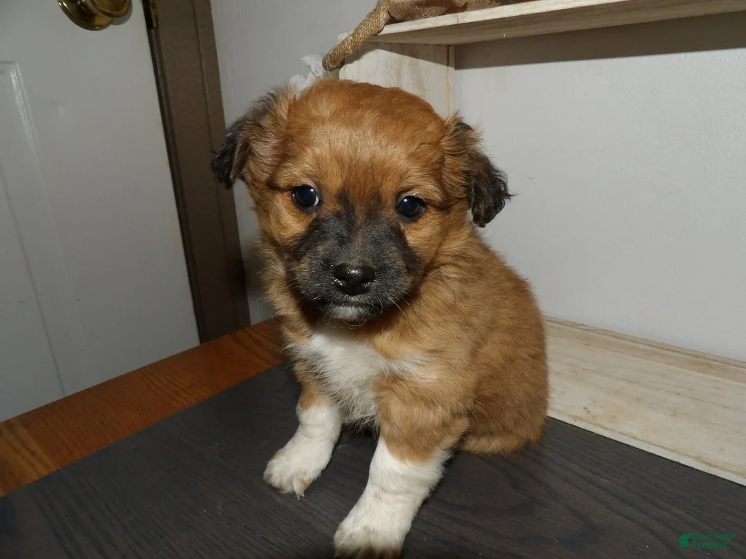 Gallery Image {{count}}