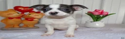 Chihuahua dogs for sale: Chihuahua Puppy 2  - Ad 2