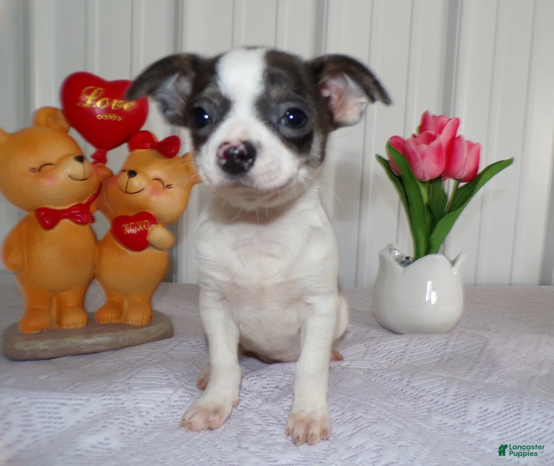 Chihuahua dogs for sale: Chihuahua Puppy 2  - Ad 2