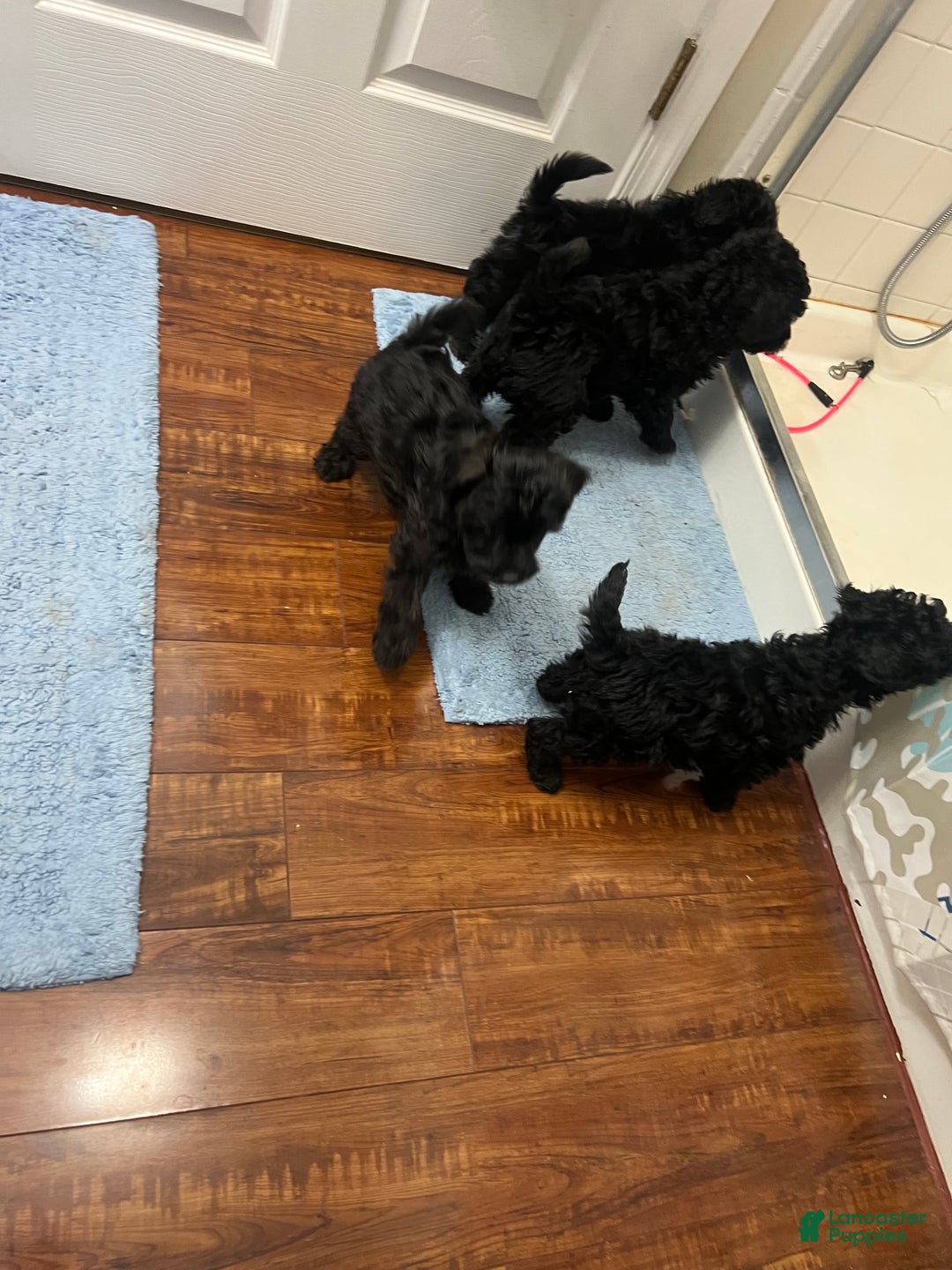 Yorkiepoo dogs for sale: Shaq - Ad 7
