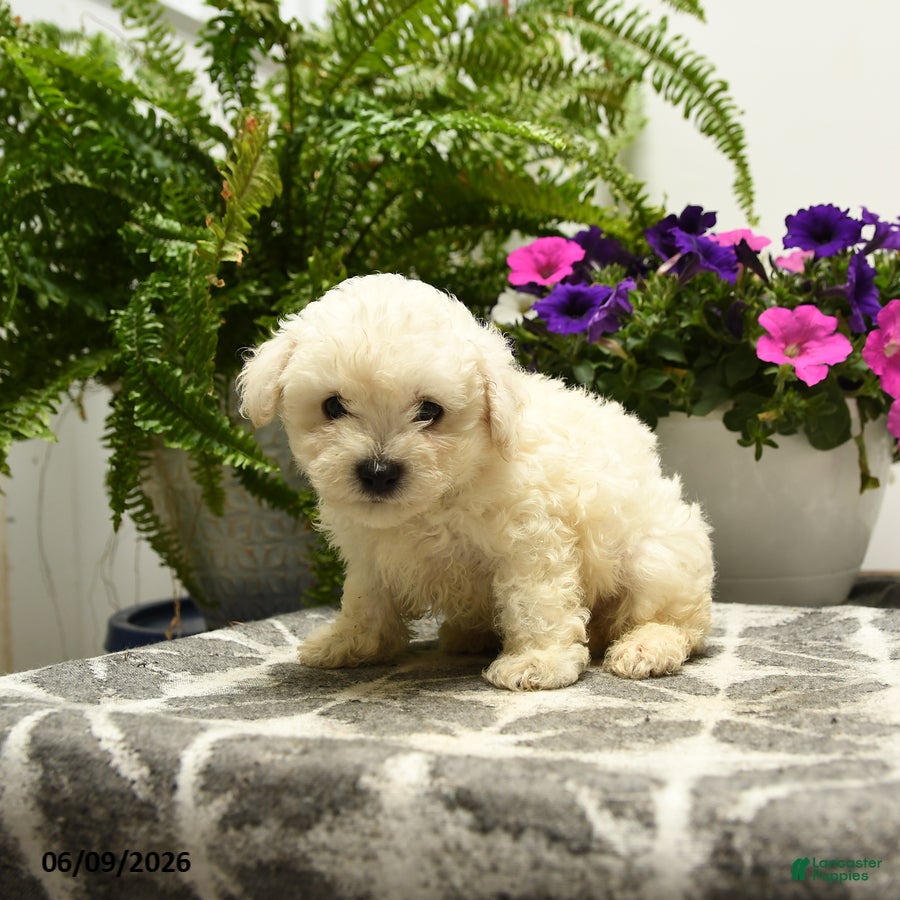 Bichon Frise dogs Buster - Ad 2