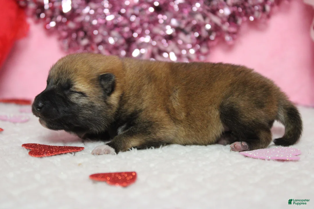 Shiba Inu dogs for sale: Blizzard  - Ad 5