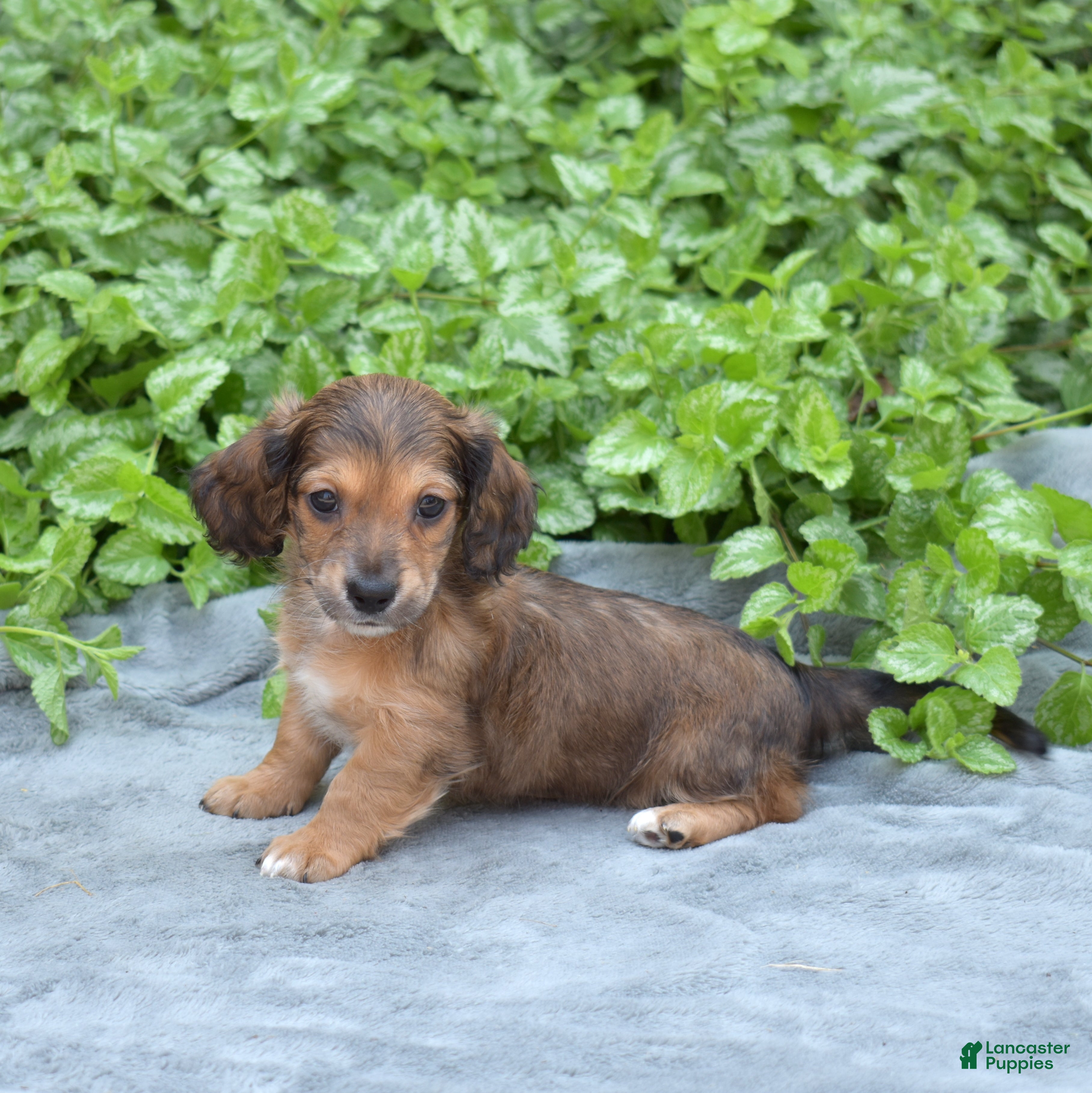 Miniature Dachshund dogs Camper  - Ad 1