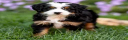 Mini Bernedoodle dogs for sale: Gracie - Ad 4