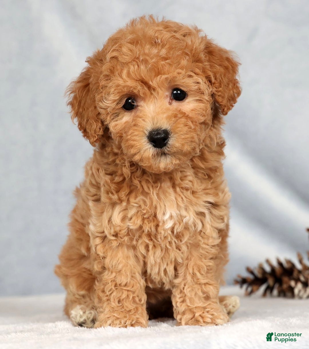 Bichpoo dogs for sale: Rosie - Ad 4