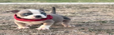 American Bully Puppy 3