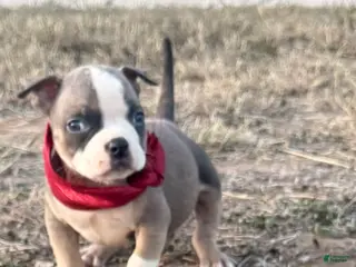 American Bully dogs American Bully Puppy 3 - Ad 13