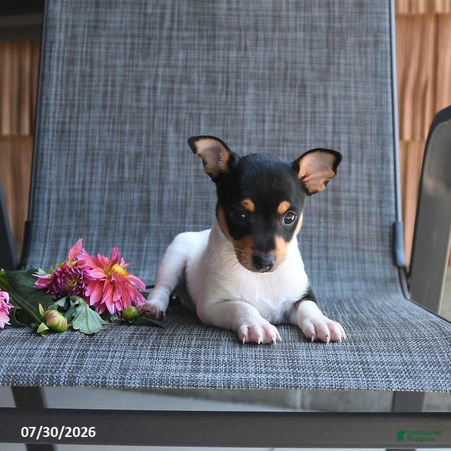 Toy Fox Terrier dogs Cliff - Ad 2