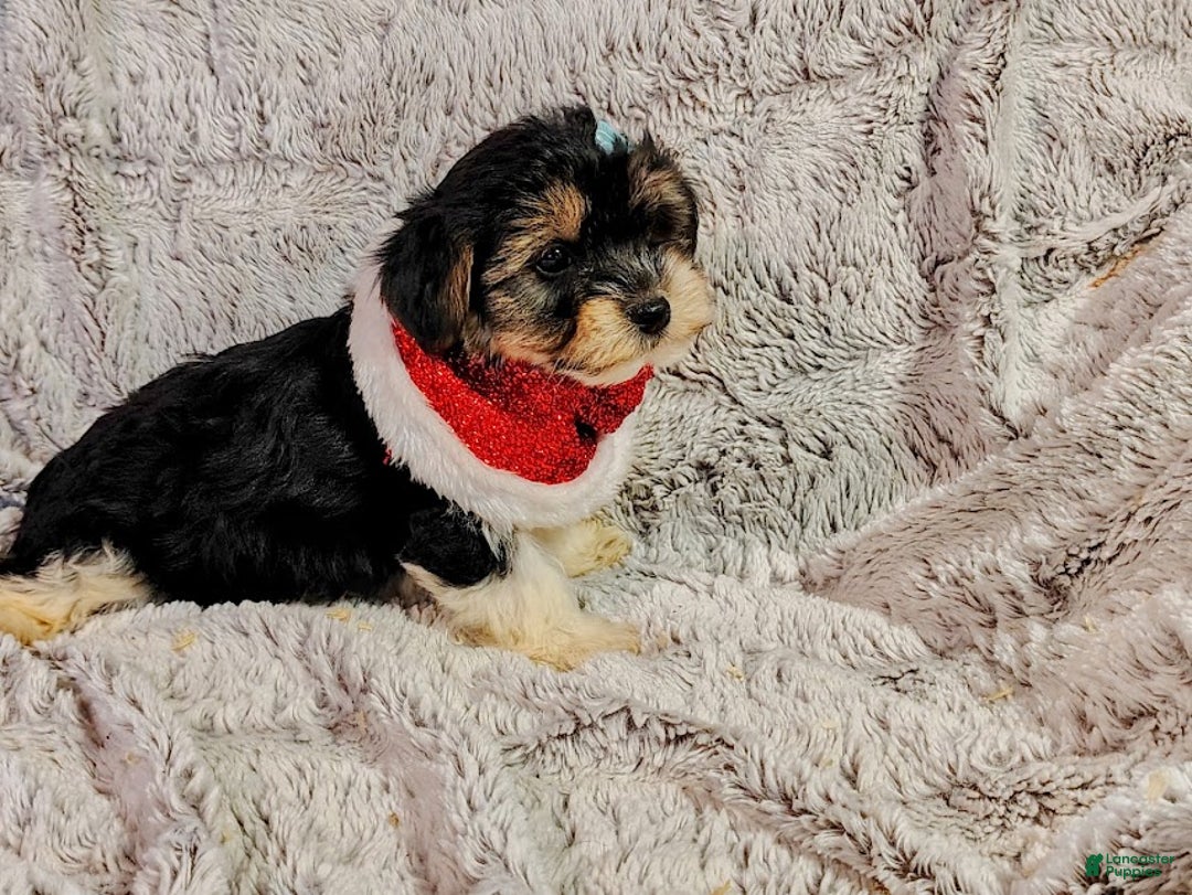 Yorkiepoo dogs for sale: Dandy - Ad 6