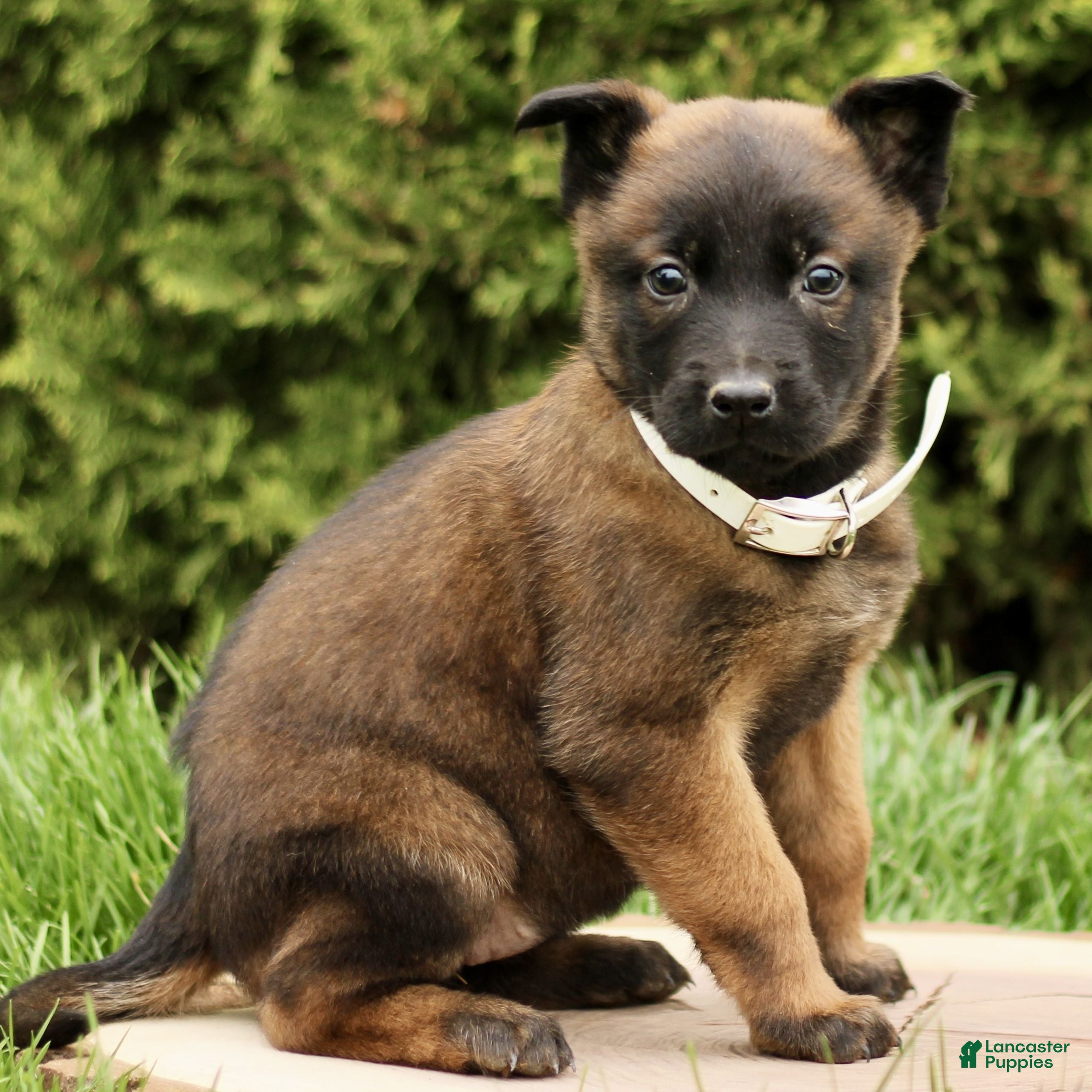 Belgian Malinois dogs Shana  - Ad 1