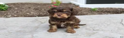 Cavapoo dogs for sale: Forrest - Ad 5