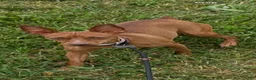 Miniature Pinscher dogs for sale: Miniature Pinscher 1 - Ad 5
