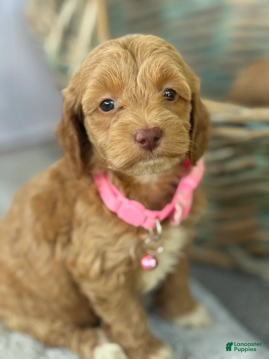 Cockapoo dogs for sale: Pink - Ad 1