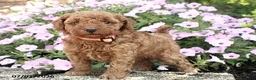 Miniature Poodle dogs for sale: Jenna - Ad 4