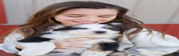 Australian Shepherd dogs for sale: Addie - Ad 7