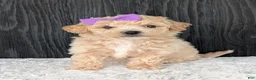 Bichpoo dogs for sale: Darla  - Ad 8