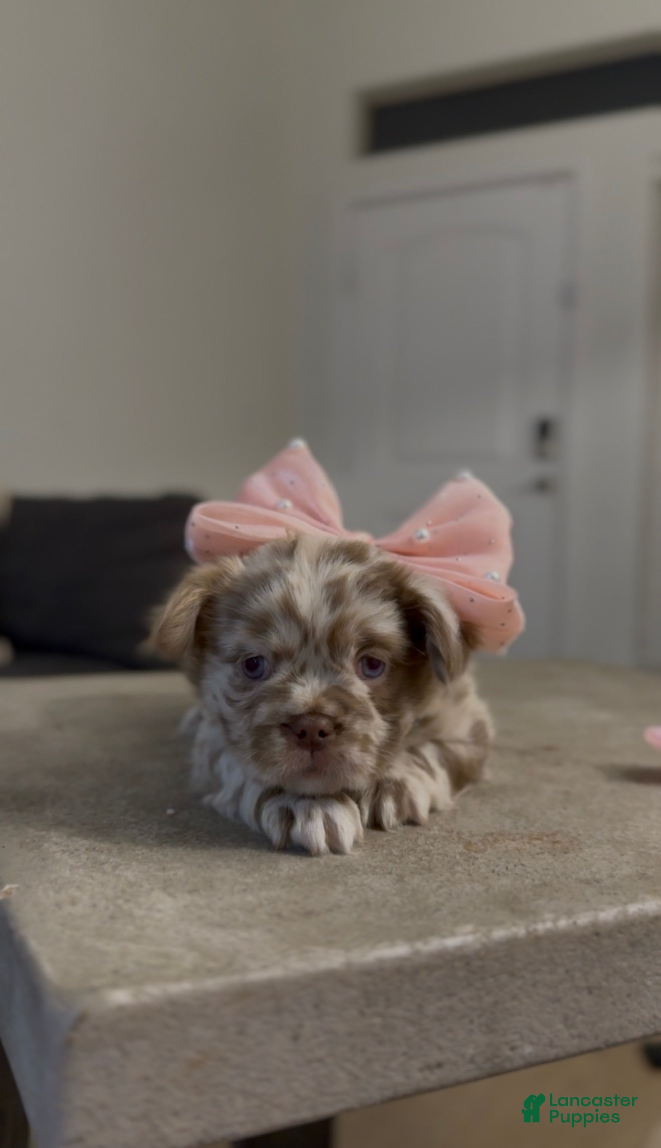 French Bulldog dogs French Bulldog Puppy 3 - Ad 41