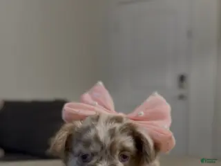 French Bulldog dogs French Bulldog Puppy 3 - Ad 41