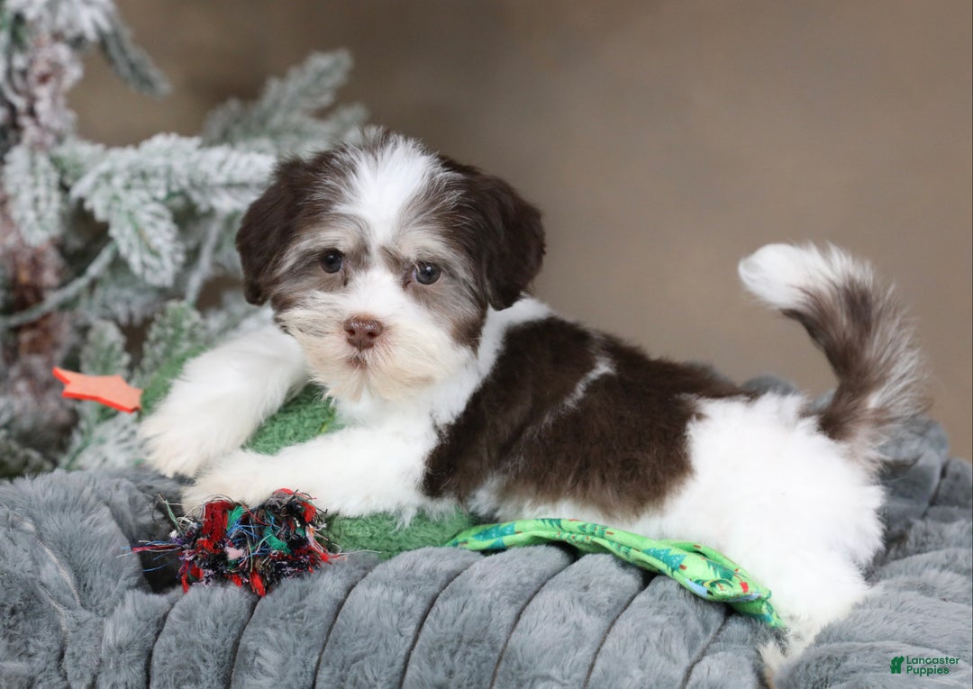 Havanese dogs for sale: Hope - Ad 4