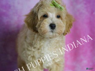 Maltipoo dogs Bubbles - Ad 33