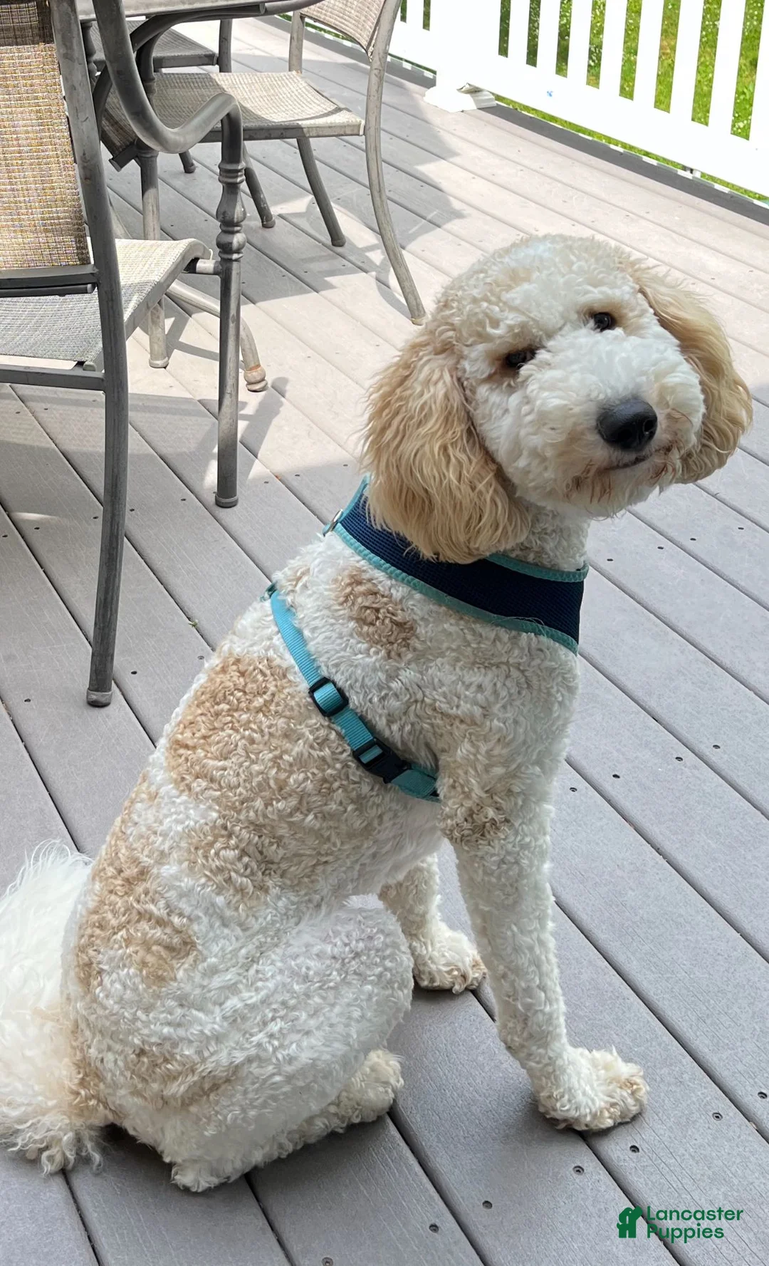 Goldendoodle dogs for sale: Goldendoodle 1 - Ad 2