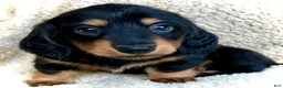 Miniature Dachshund dogs for sale: CHEESE CHEESE AND MORE CHEESE - Ad 5